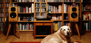 Dog sitting in front of a bookshelf with speakers and a desk. Neat-Momentum-SX3i-Egret-speaker-stand-audio-chic